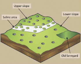 Soil sampling scheme displayed in a grid pattern on a hand-drawn soil patch