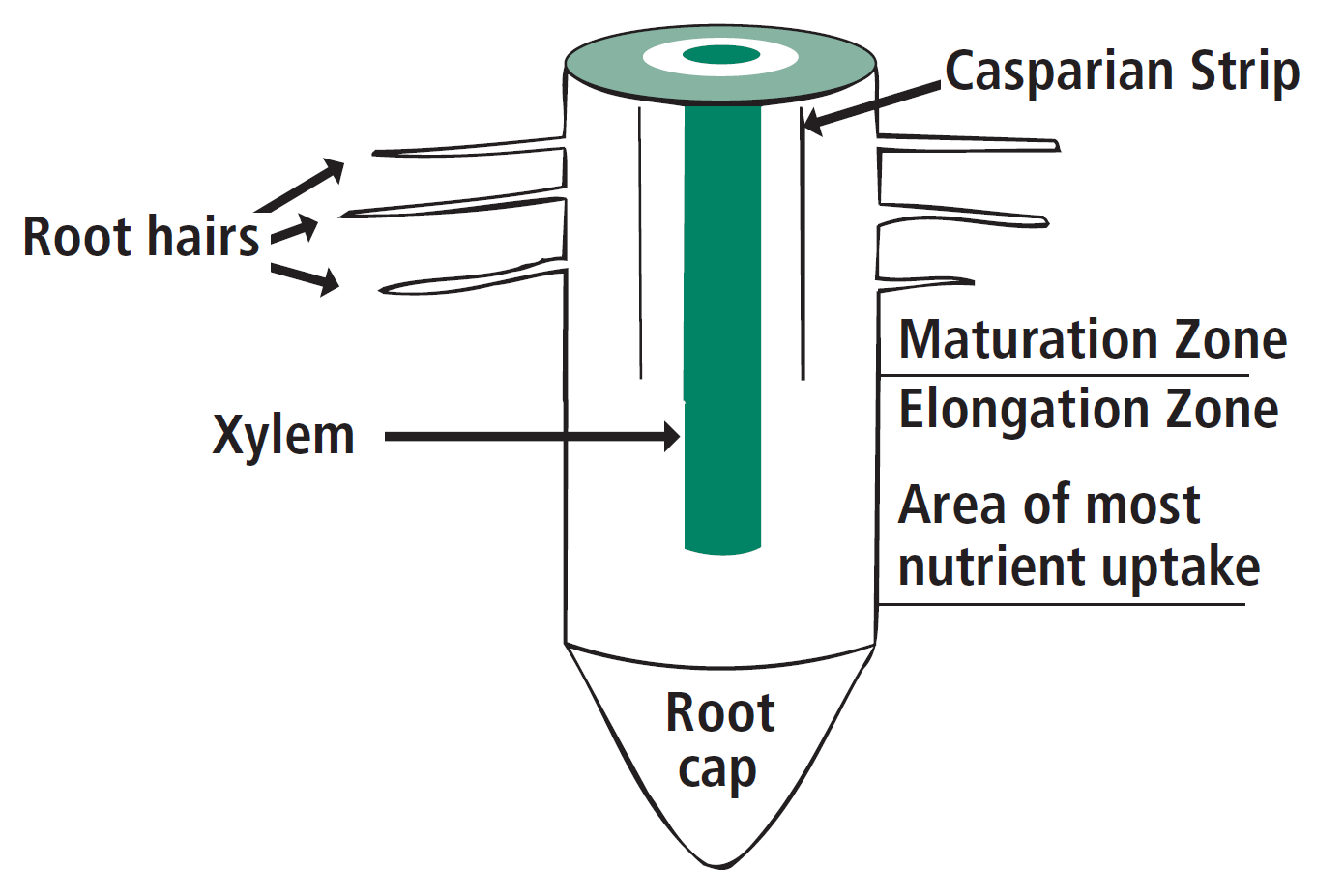 Cross-section diagram of the tip of a plant root. The elongation zone near the root cap provides the most nutrient uptake