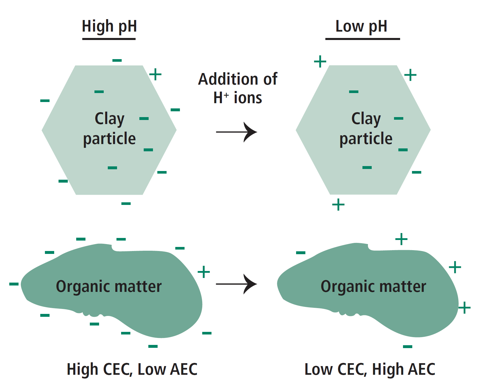 Graphic displaying that decreased pH causes CEC to decrease and AEC to increase