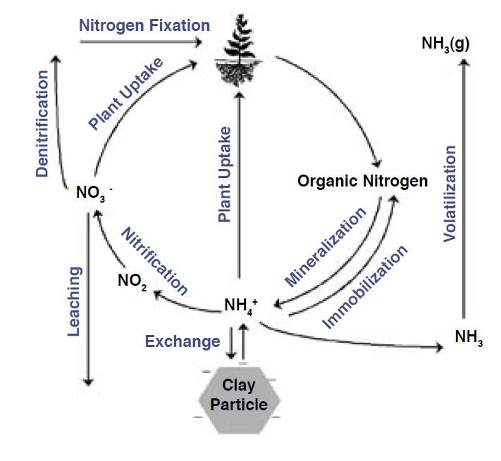 A figure depicting the complex inputs and outputs of the nitrogen cycle