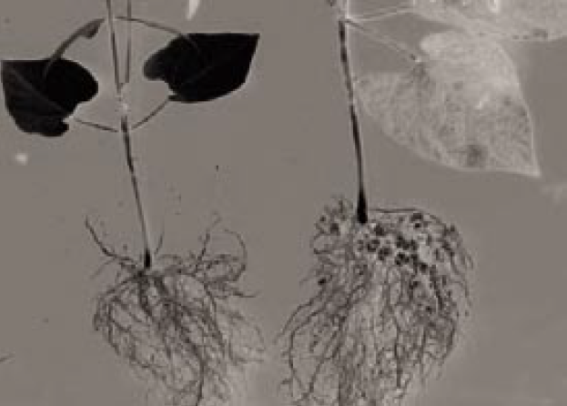 Black and white image showing two bean plants. The plant on the left was not inoculated and appears deficient.