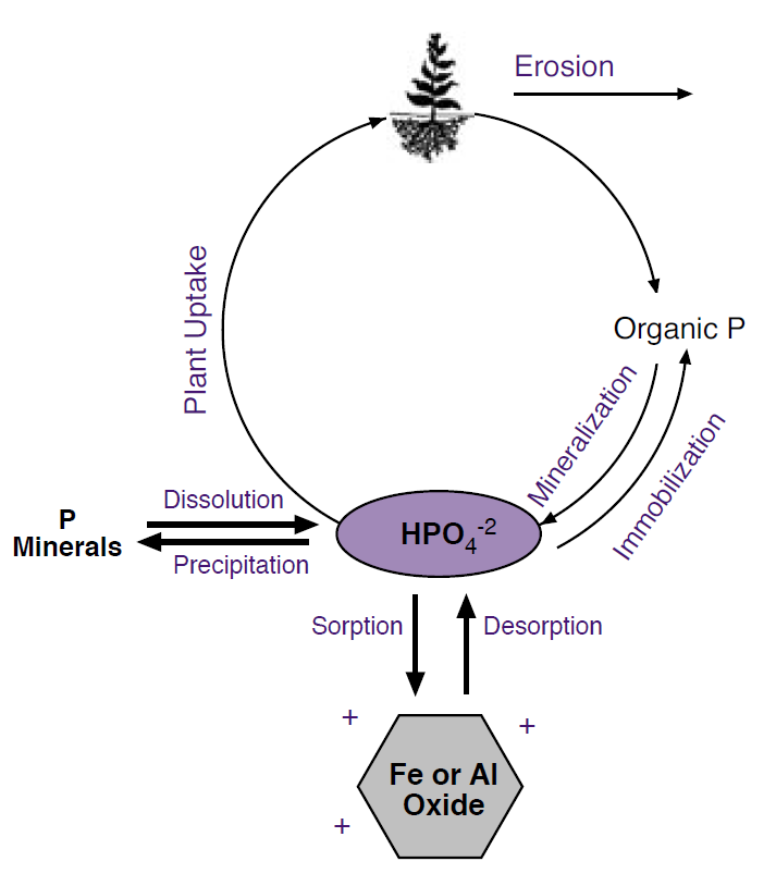 A diagram demonstrating the complex inputs and outputs of the phosphorus cycle.