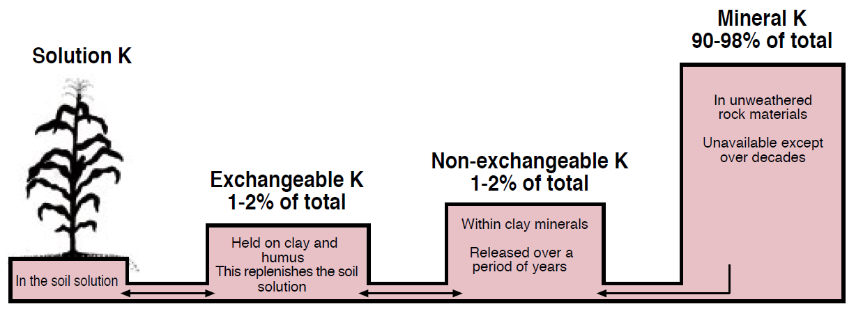 Bar graph demonstrating the forms of potassium found in the soil and the approximate amount of each