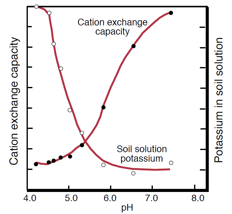 Line graph demonstrating the relationship between pH dependent cation exchange capacity and K concentration in soil solution.