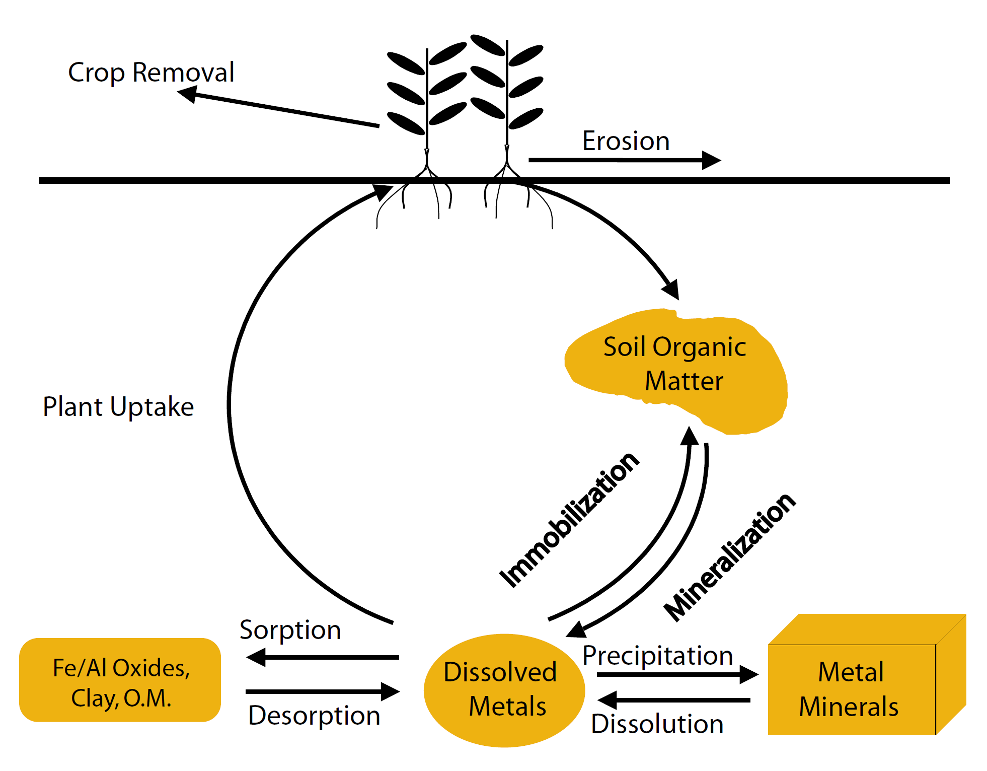 Graphic displaying the complex inputs and outputs of the metal micronutrient cycle