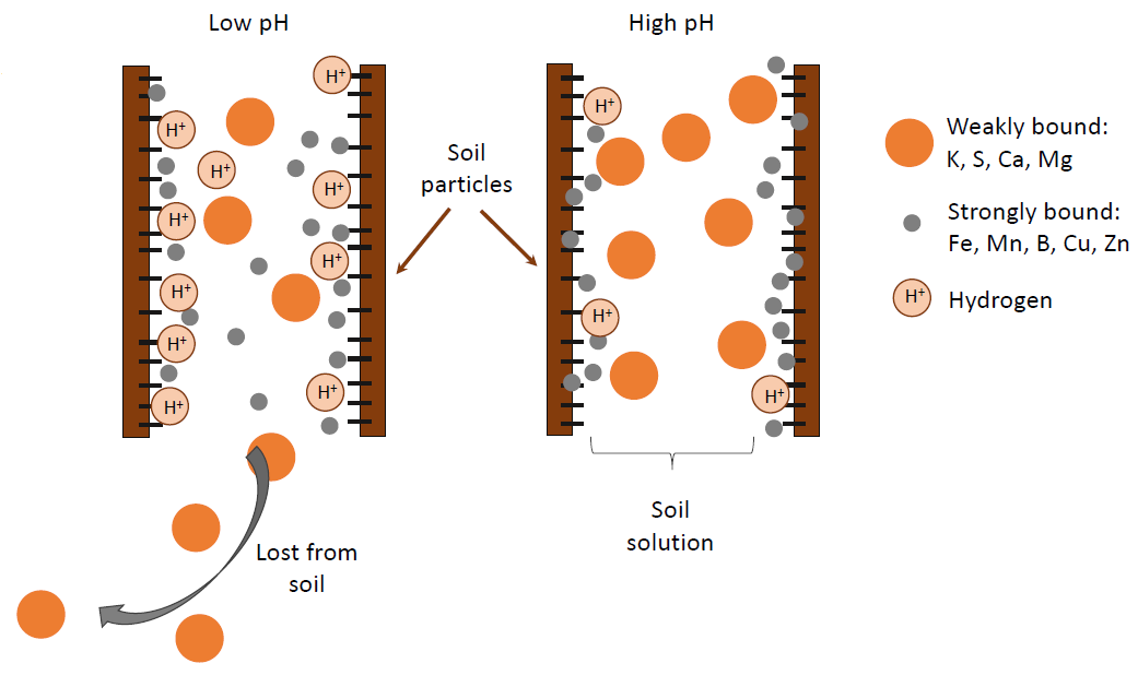 Graphic demonstrating that potassium, sulfur, calcium, and magnesium are weakly bound and can be lost from soil at a low pH