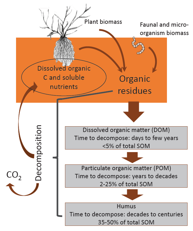 Graphic demonstrating the complex inputs and outputs of the organic matter decomposition cycle
