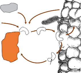 Graphic demonstrating the cycling of chelated iron in soils. 