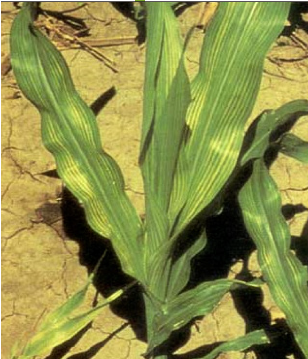 A corn plant out in the field displaying yellow stripes on its leaves, indicative of an iron deficiency in this case