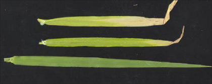 Three barley leaves are displayed. The top two leaves are browning due to nitrogen deficiency, while the bottom leaf is green and normal
