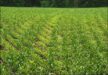 A field with yellowish stripes indicating nitrogen deficiency symptoms as a result of fertilizer application 