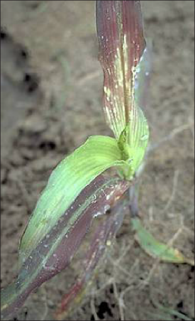 A corn pant in the field demonstrating phosphorous deficiency symptoms in the form of purplish-brown and necrotic leaves