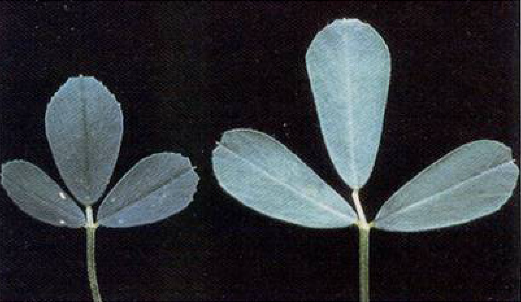 Two alfalfa leaves are shown. The leaf on the left is smaller and oddly colored due to a phosphorous deficiency, while the leaf on the right is normal and appears bigger and healthier