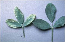 Two alfalfa leaves are displayed. The leaf on the left has a potassium deficiency and appears to have white spotting, while the leaf on the right is normal and appears green and healthy