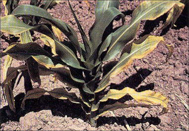 Potassium deficiency in corn demonstrated in yellowing lower leaves. The newer leaves and midrib remain green