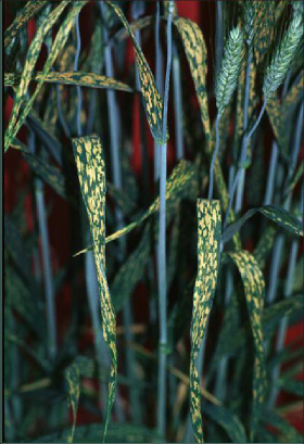 Durum wheat displaying a chloride deficiency that appears as yellow mottling on the leaves
