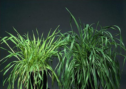 Two wheat plants are shown. The plant on the left is sulfur deficient and appears to have lighter green leaves and to be smaller than the normal plant on the right