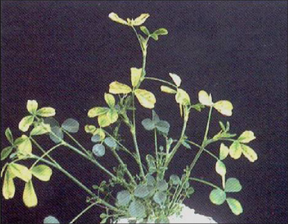 An alfalfa plant demonstrating a boron deficiency in the form of yellowing of the upper leaves and rosetting of lower leaves