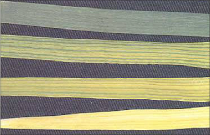 Four wheat leaves showing the progression of an iron deficiency. The top leaf is least deficient and darkest green, and the lowest leaf is the most deficient and yellowest