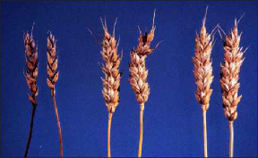 Three wheat stalks are shown. The wheat to the left is the most deficient in copper, and appears to be stunted and dark. The wheat in the middle is moderately affected, and is slightly larger and yellower. The stalk to the right is normal, and appears yellow and healthy