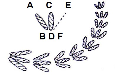 A black and white drawing of a fern stitch